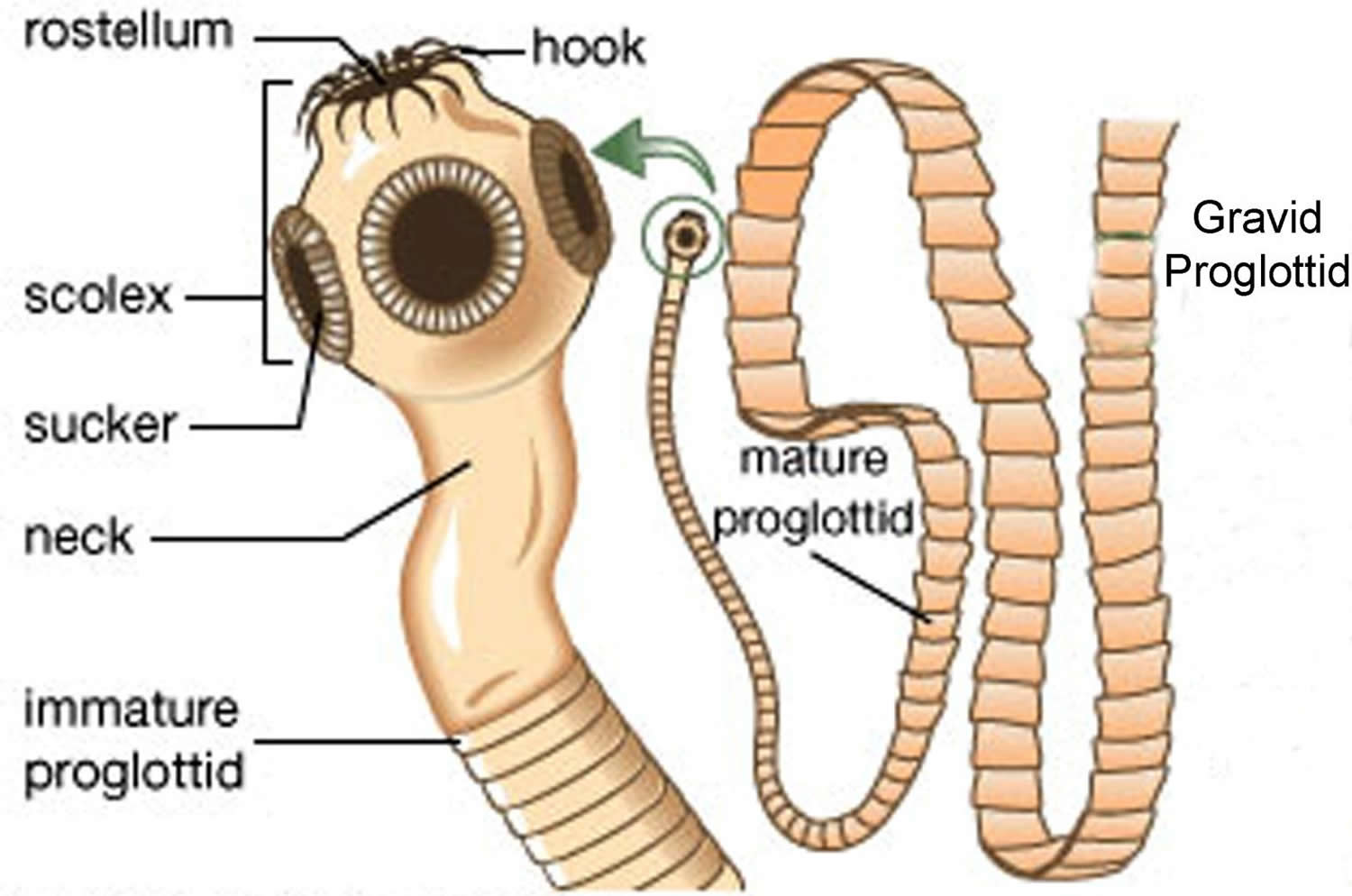 Tapeworm In Humans Symptoms, How Do You Get & Treatment