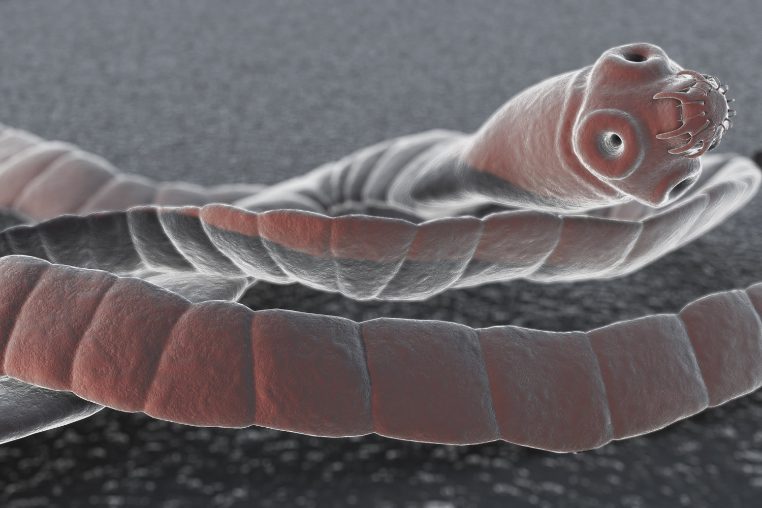 worm with flat head and twisted body in skin