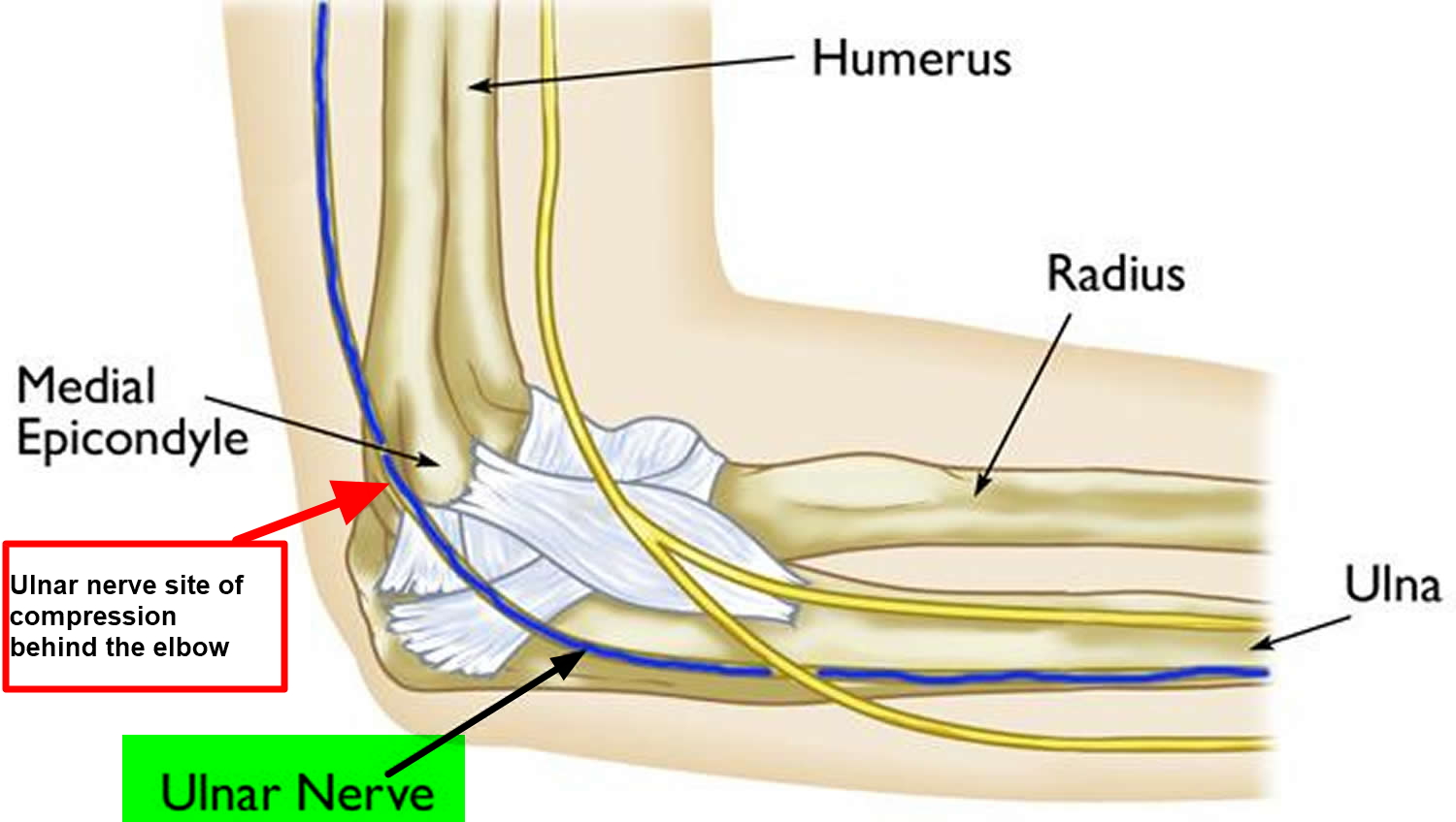 ulnar-nerve-anatomy-innervation-injury-damage-palsy-entrapment-vrogue