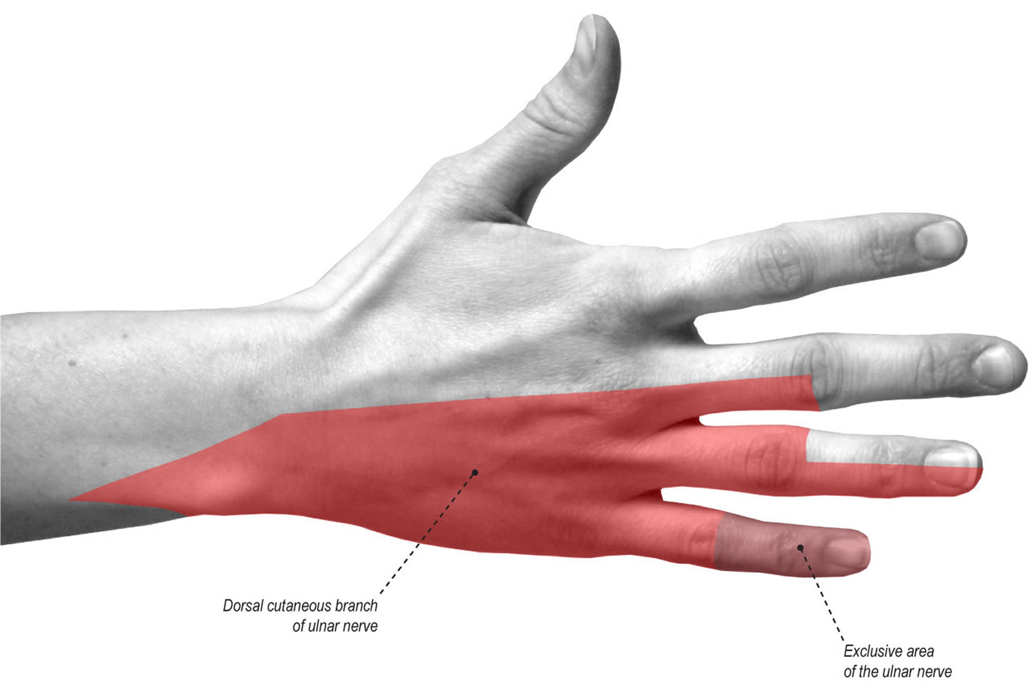 Ulnar Nerve Anatomy Innervation Injury Damage Palsy Entrapment