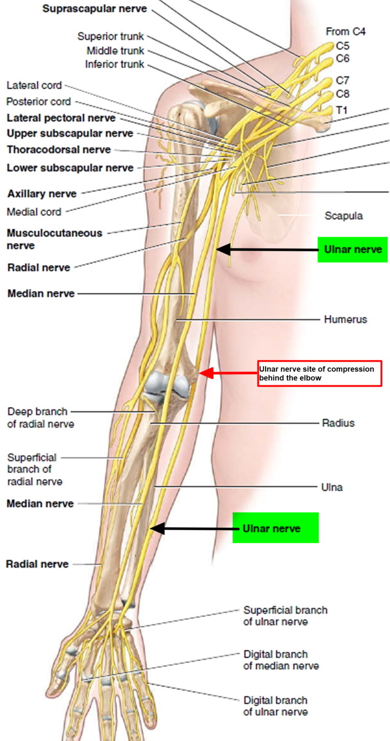 Ulnar Nerve Anatomy Innervation Injury Damage Palsy Entrapment