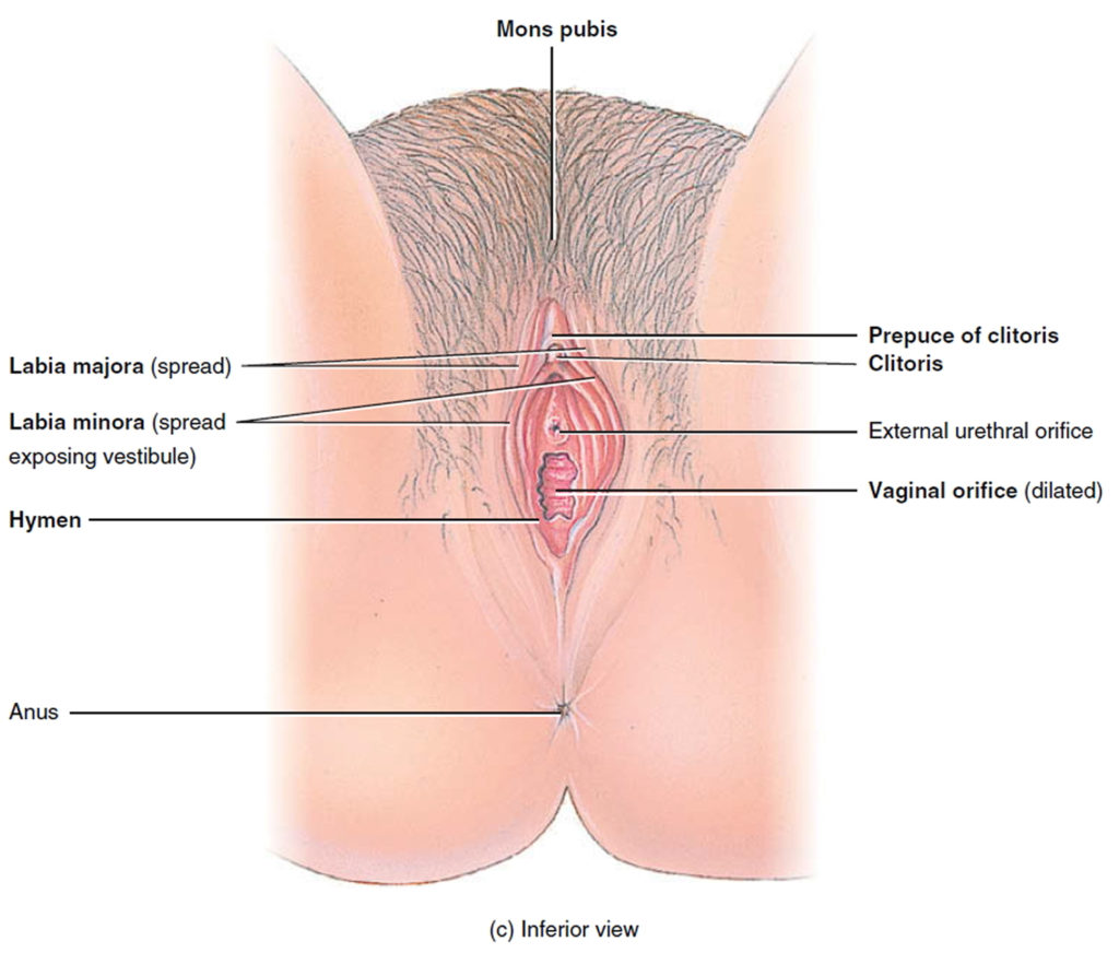 Physical vaginal labia clitoris discomfort