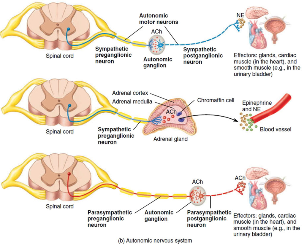 Autonomic nervous system disorders causes, symptoms, diagnosis ...