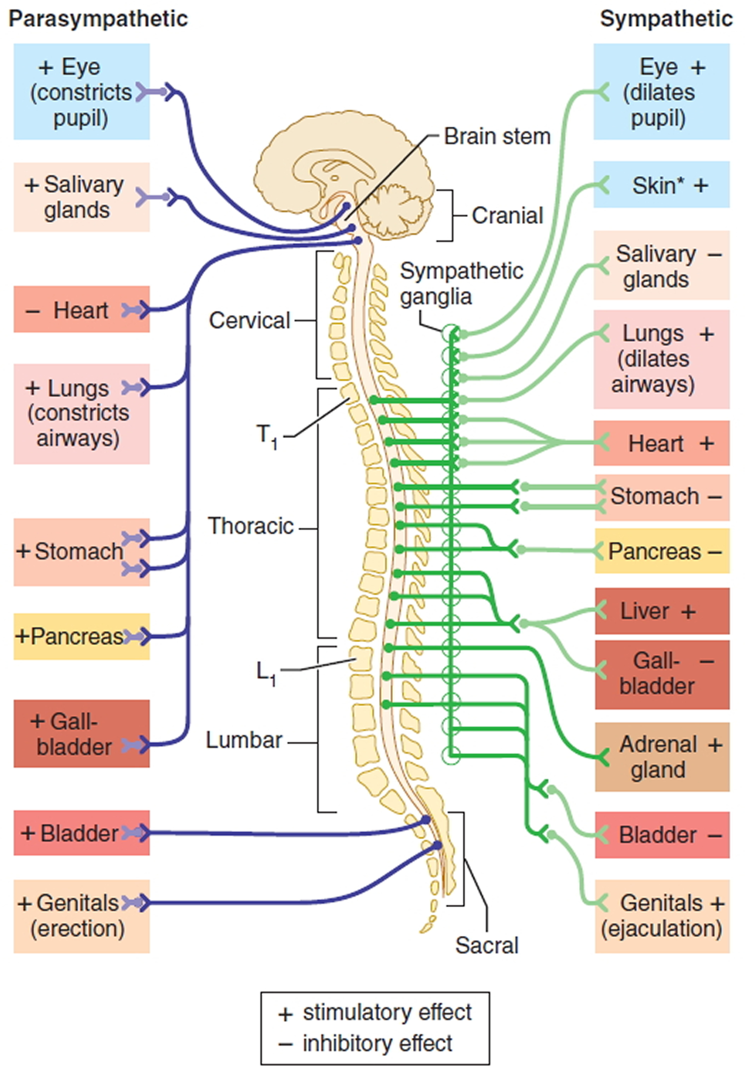 autonomic nervous system function