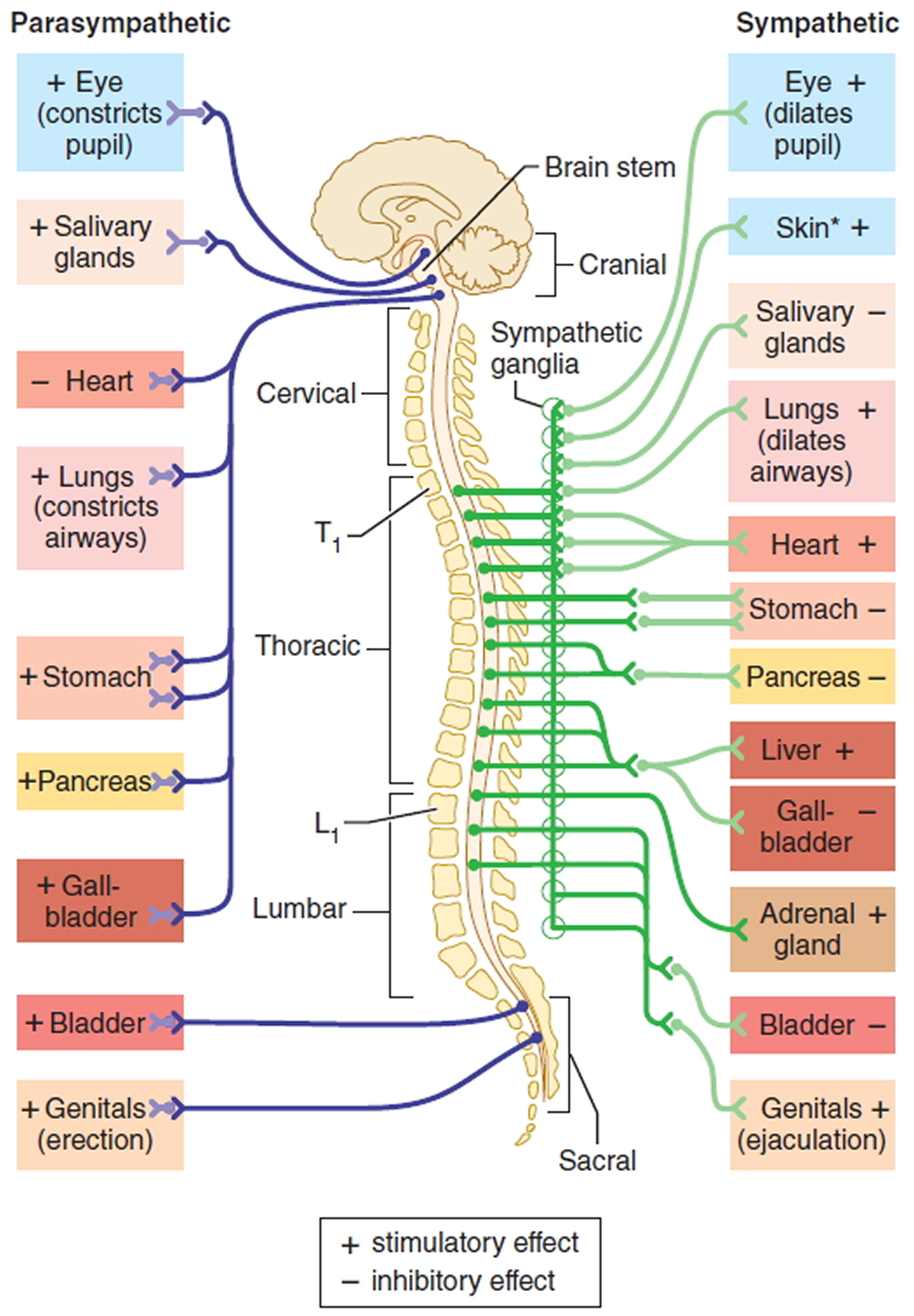 somatic nervous system definition