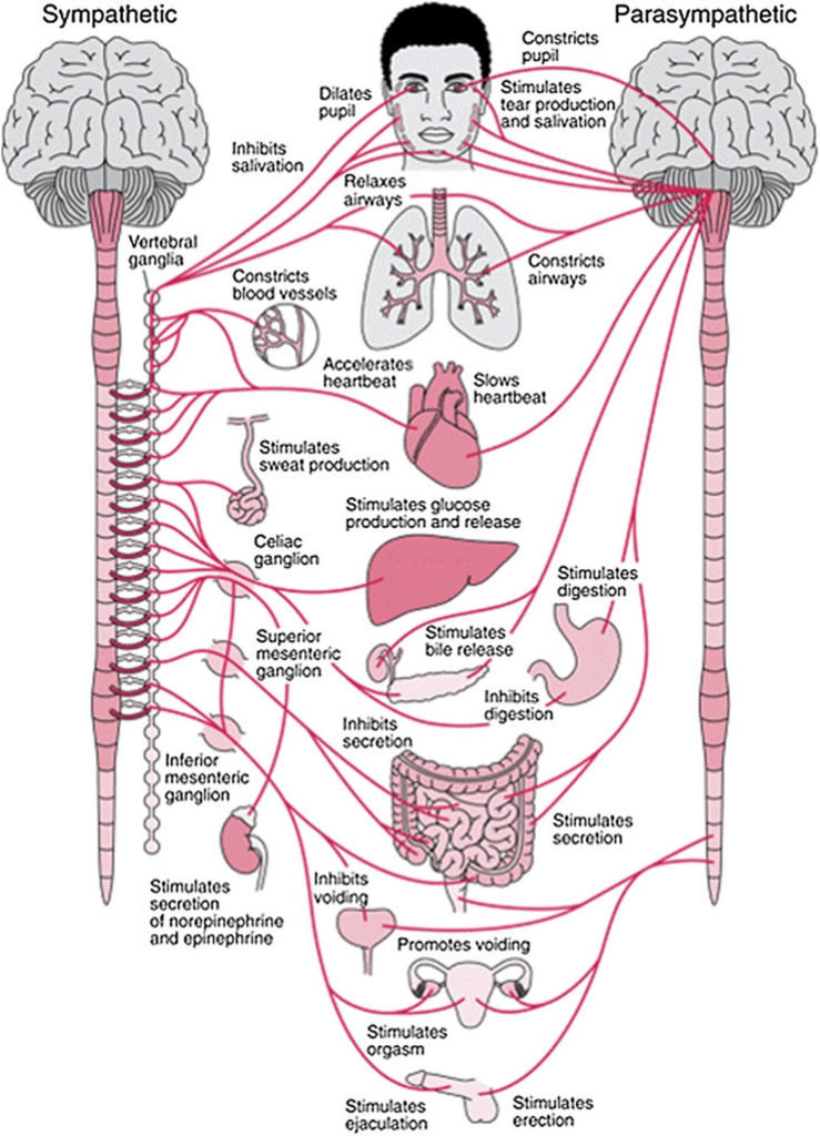 innervation-anatomy-anatomical-charts-posters