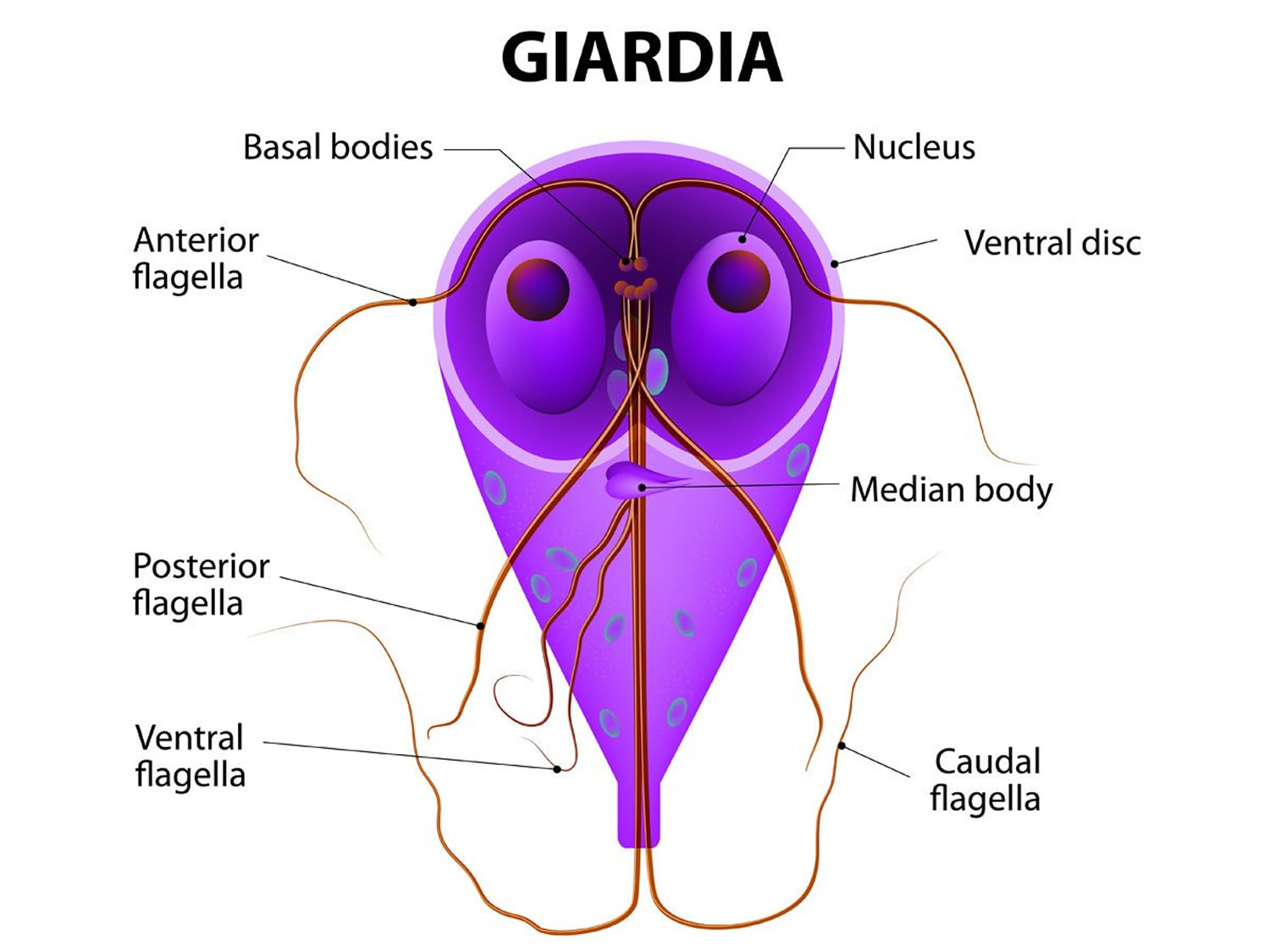 Giardiasis Causes, Symptoms, Prevention, Diagnosis, Treatment