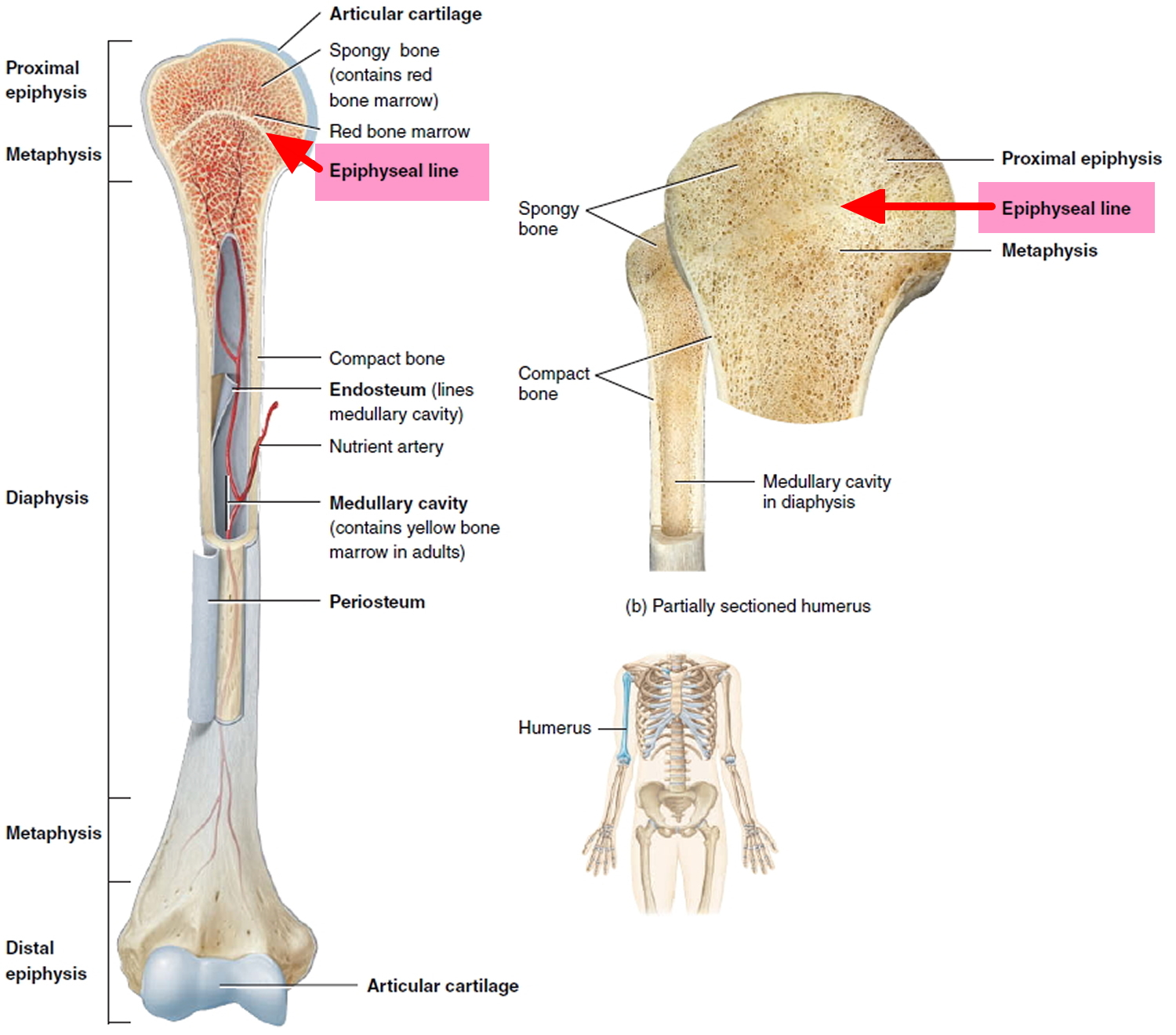 Where Are Bone Growth Plates