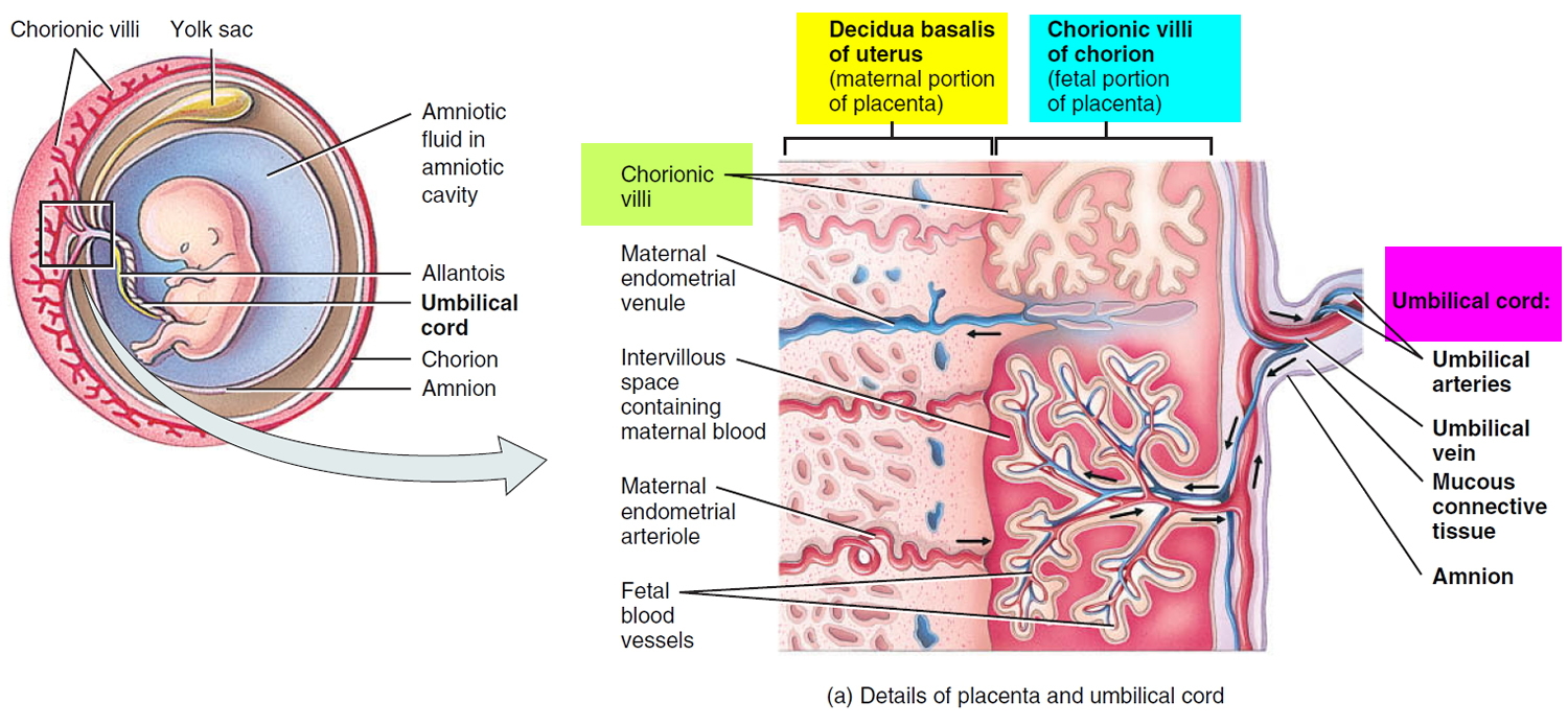 Placenta succenturiata betekenis woorden mlb twin sheets