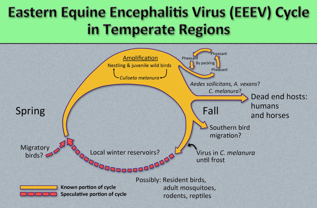 Eastern Equine Encephalitis - Virus, Transmission, Symptoms & Treatment