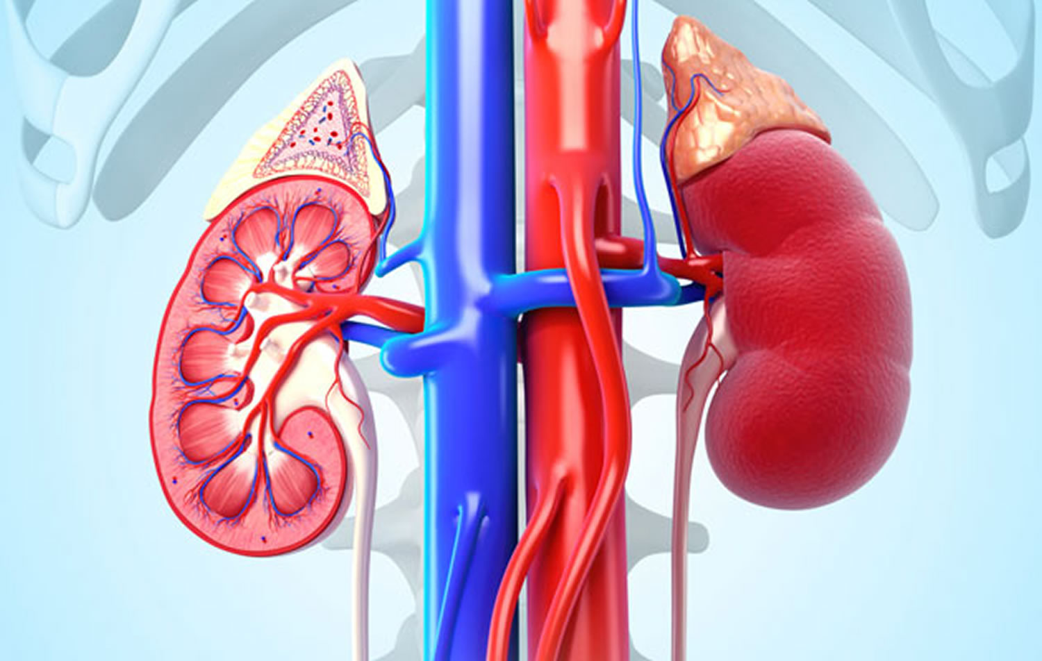 glomerulonephritis-causes-symptoms-diagnosis-treatment