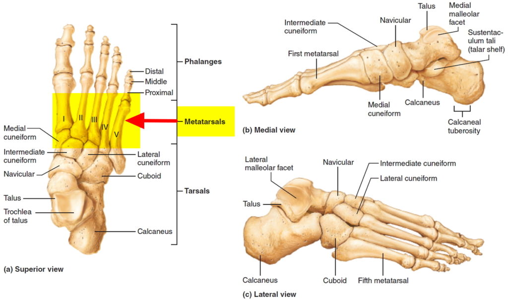 metatarsalgia-causes-symptoms-treatment-home-remedies