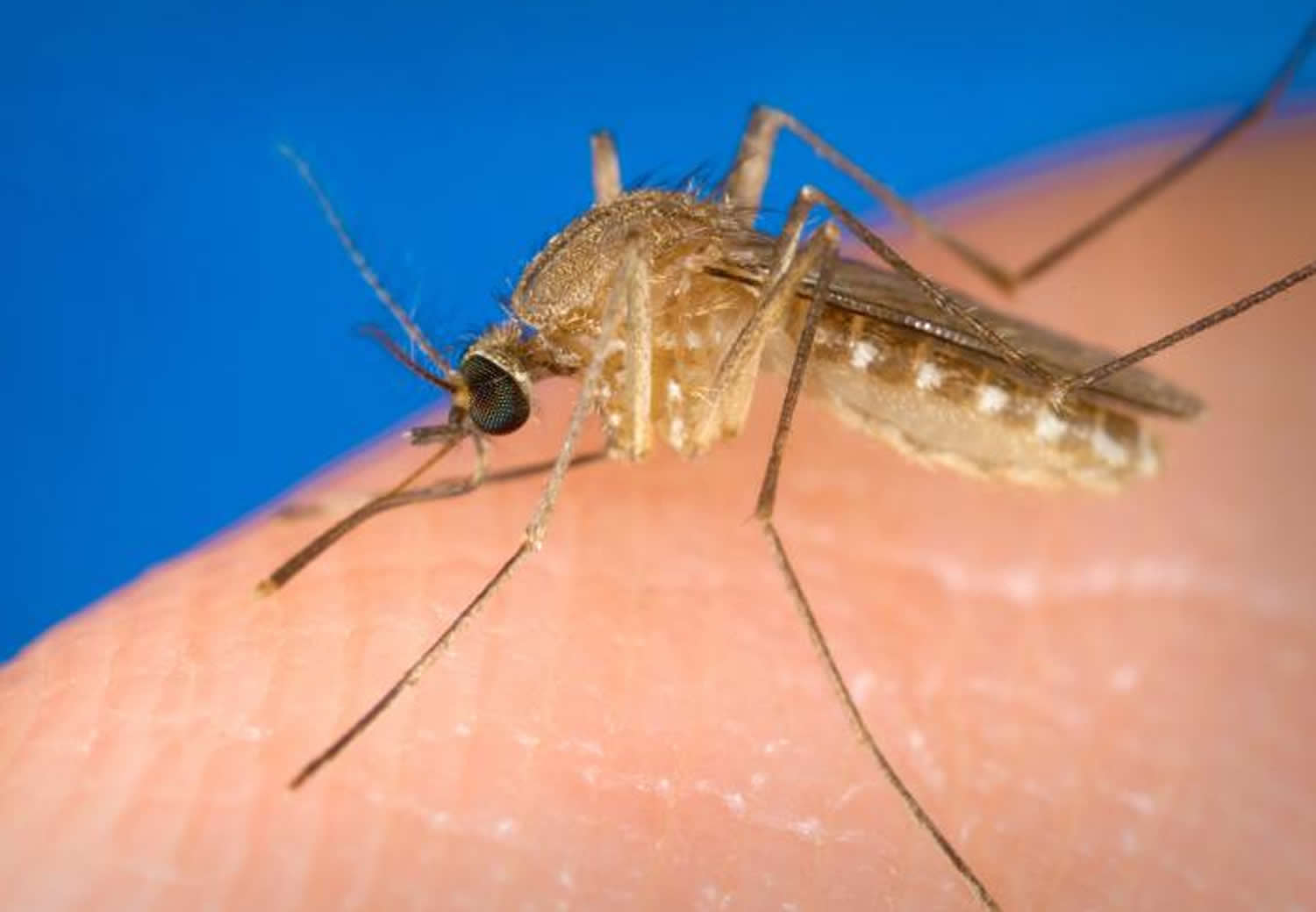 West Nile Virus Cause, Signs, Symptoms, Rash, Prevention & Treatment