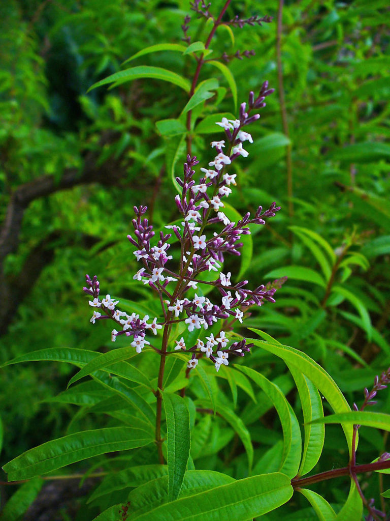lemon-verbena-tea-lemon-verbena-essential-oil-uses
