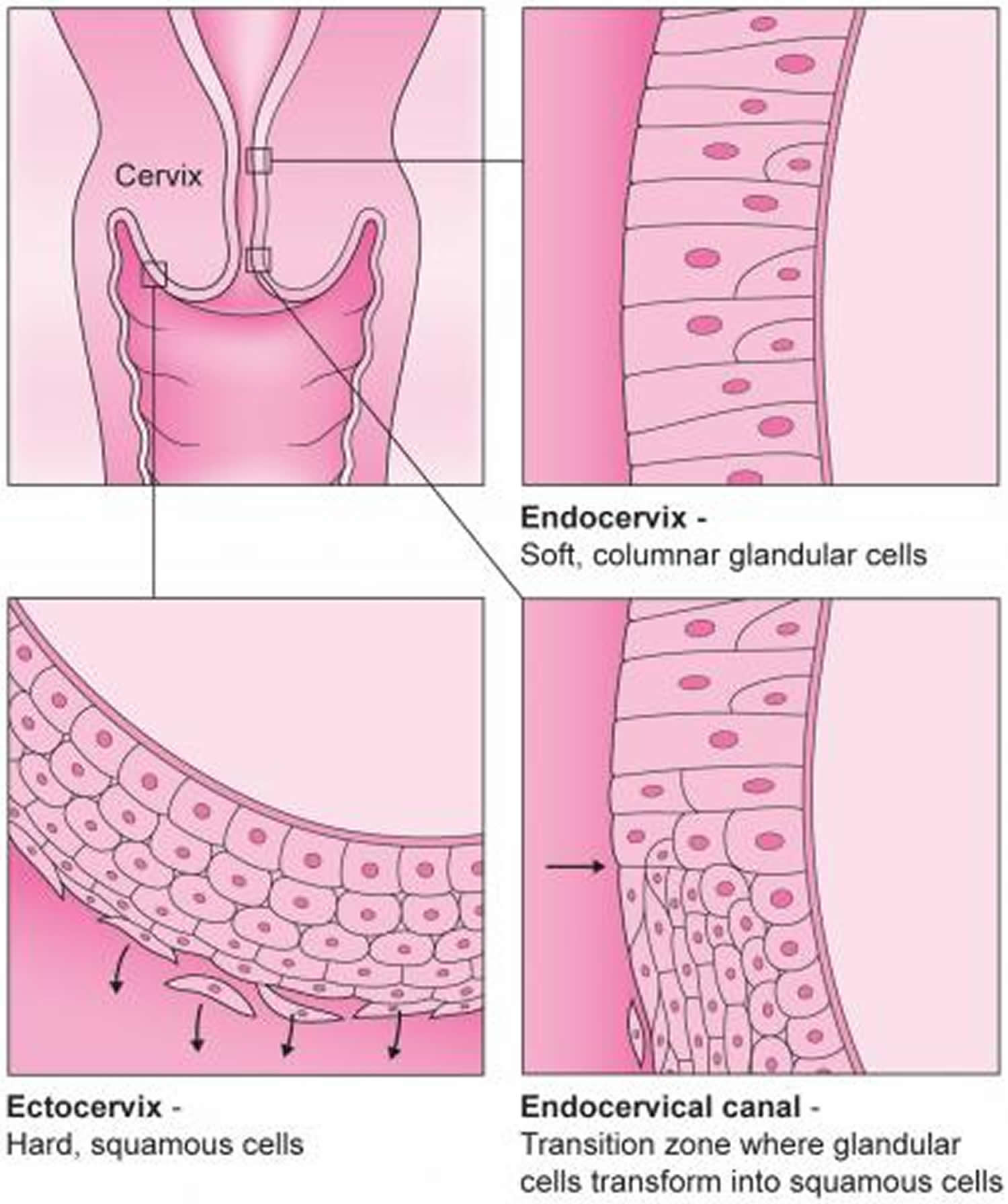 colposcopy-colposcopy-biopsy-results-hpv-side-effects