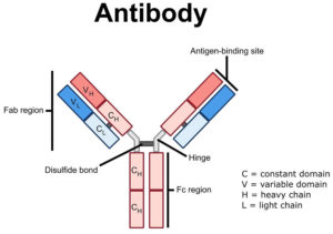 Cancer Immunotherapy - Types Of Immunotherapy & Side Effects