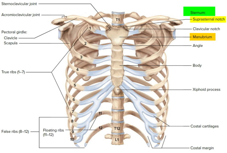 Bone Marrow Biopsy - Reasons, Pain, Complications