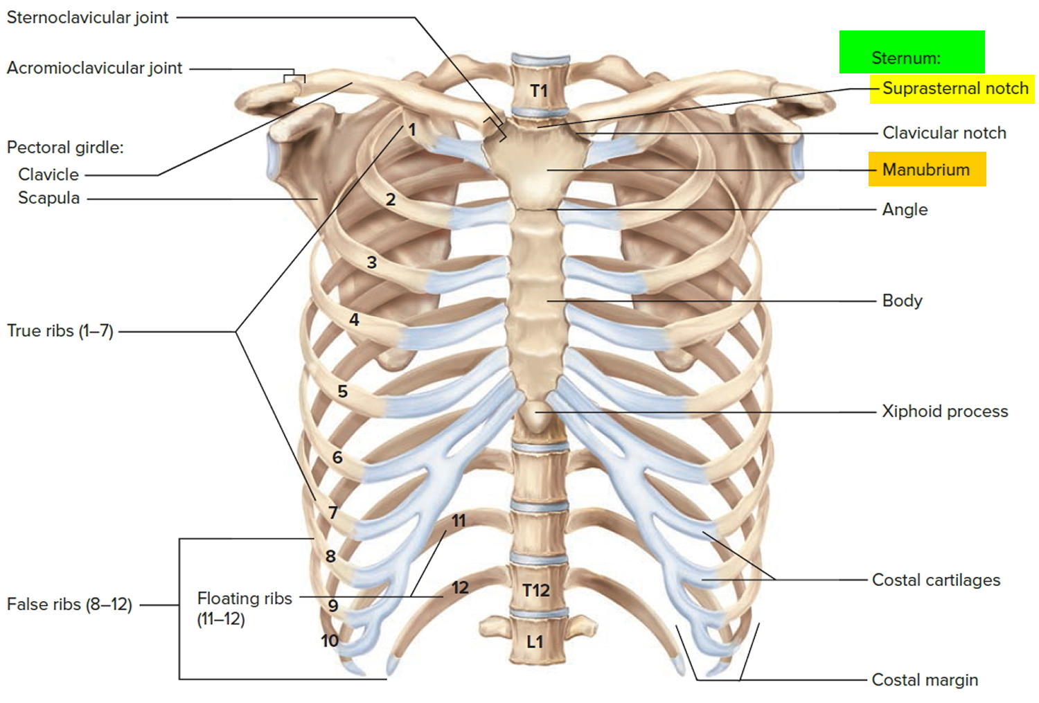 Bone Marrow Biopsy Reasons Pain Complications