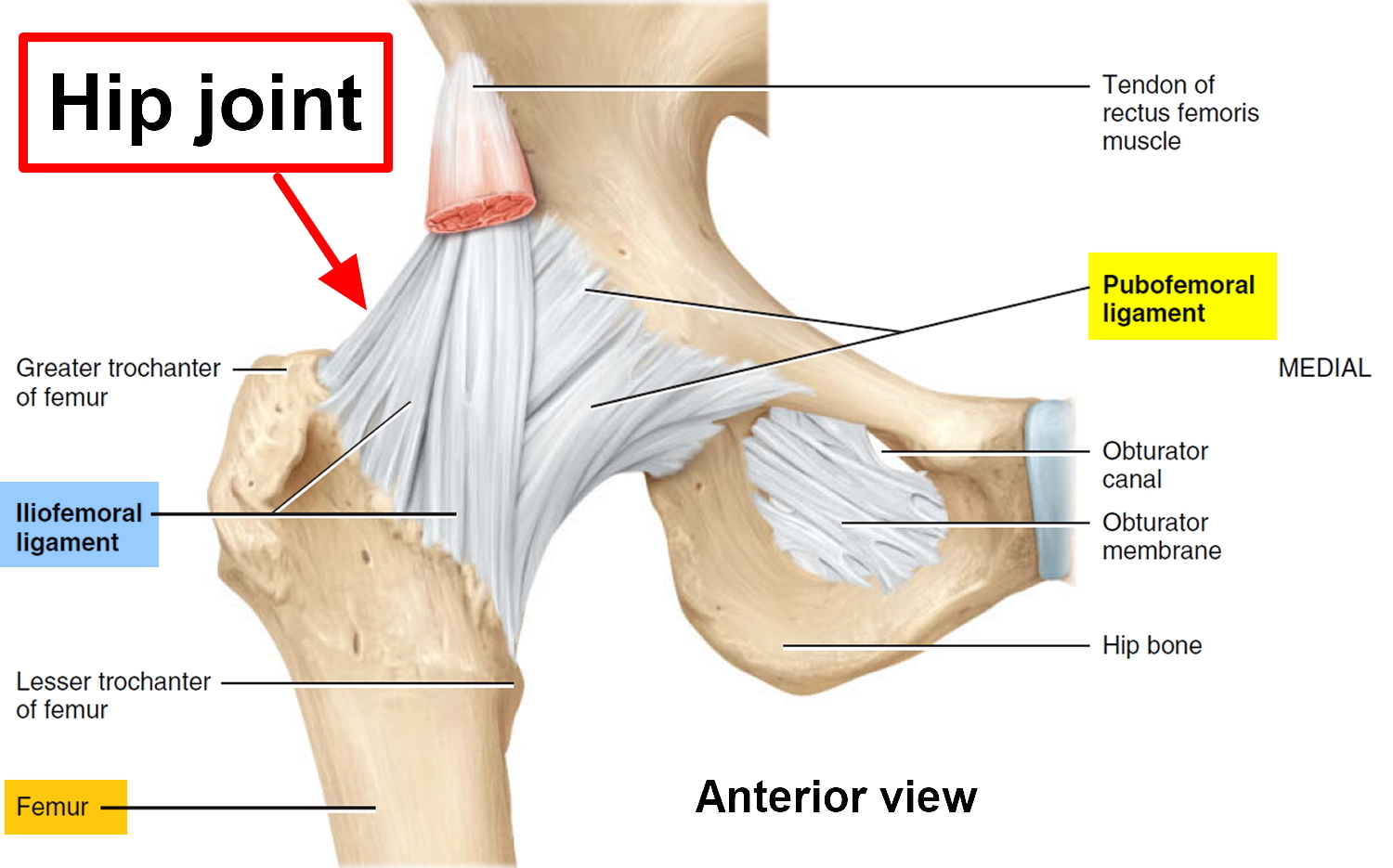 Muscles joints. Iliofemoral ligament. Hip Joint. Hip Joint Anatomy. Hip Joint препарат.