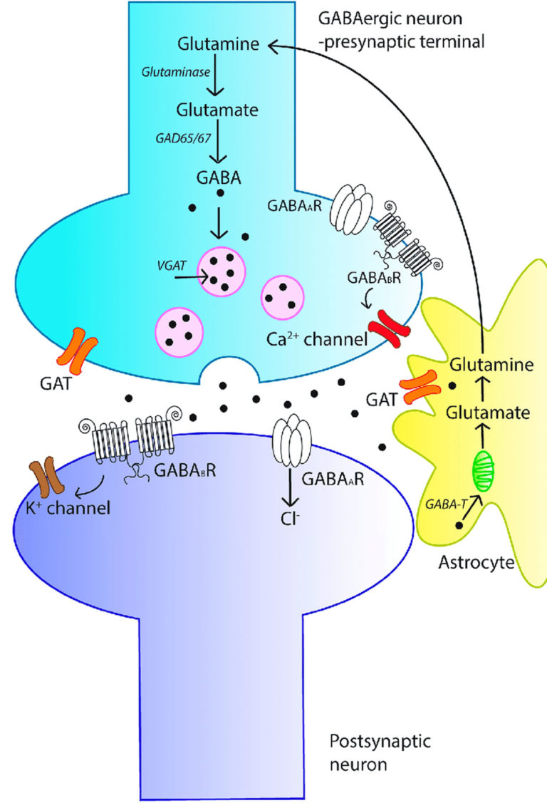 GABA - Supplement, Dosage - What Does GABA Do?