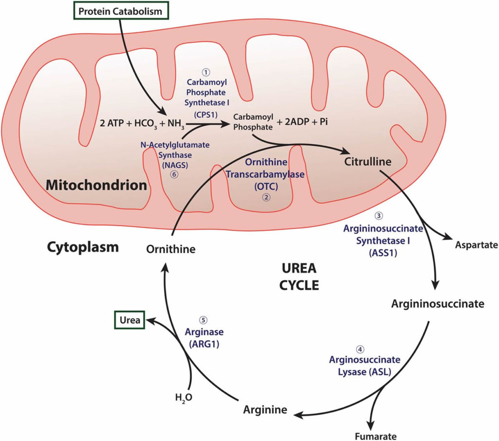 Citrulline & LArginine Benefits, LCitrulline Supplement
