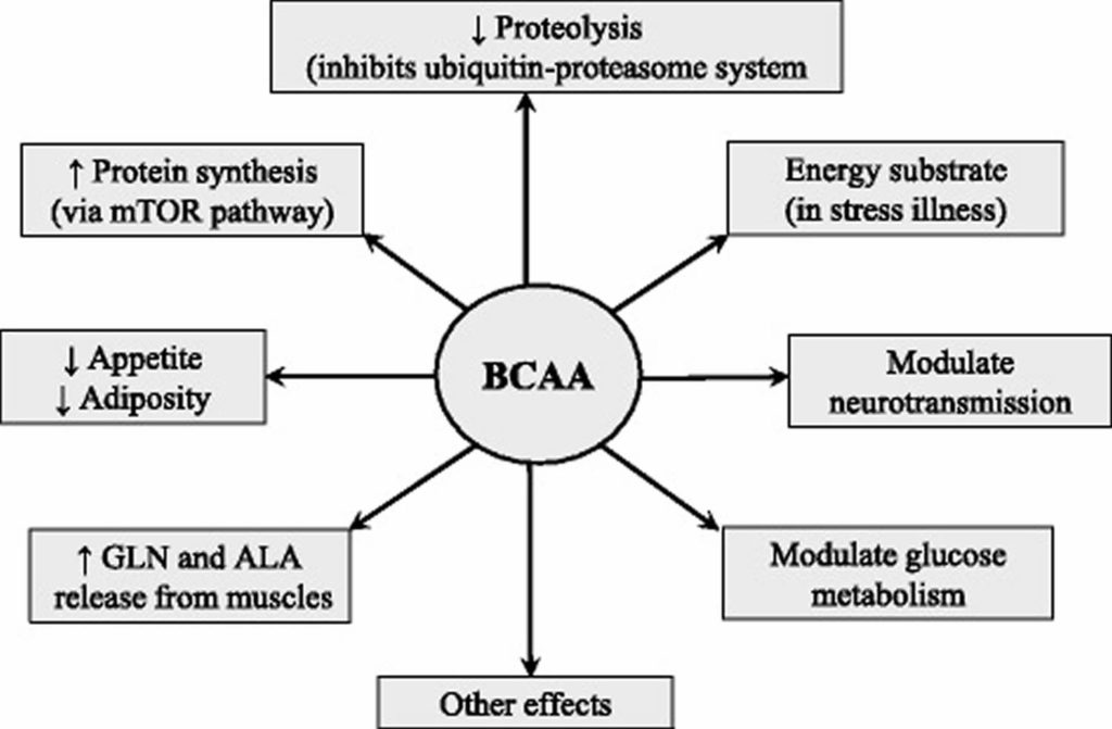 BCAA amino acids, BCAA function, benefits and BCAA supplement uses