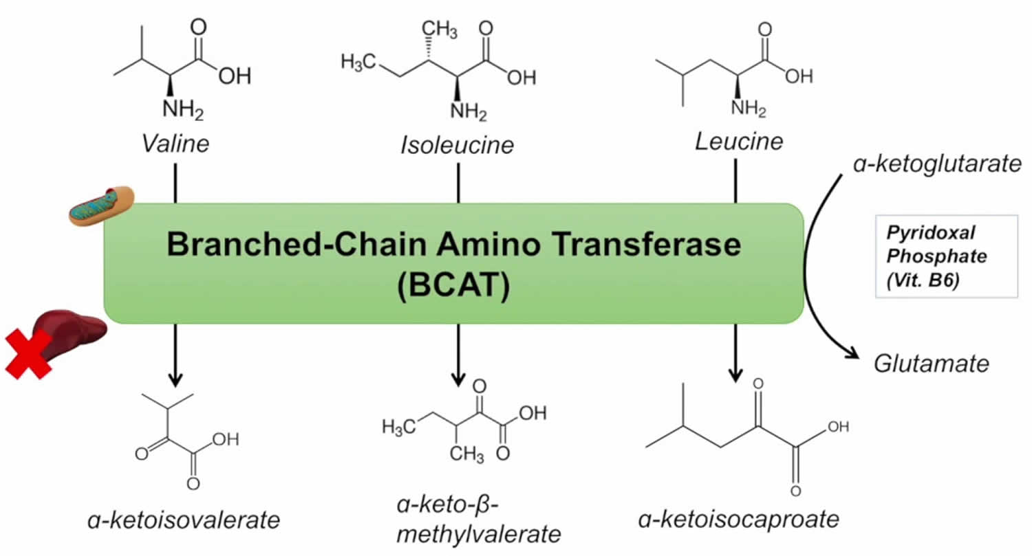 BCAA amino acids, BCAA function, benefits and BCAA supplement uses