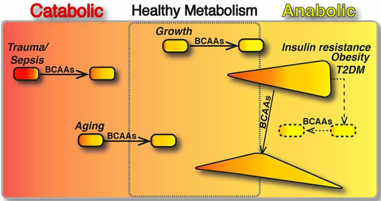 BCAA amino acids, BCAA function, benefits and BCAA supplement uses