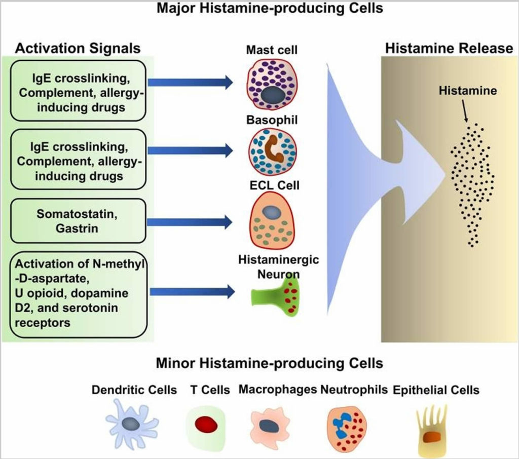 Mast Cell Activation Syndrome Causes, Symptoms, Diagnosis, Treatment & Diet