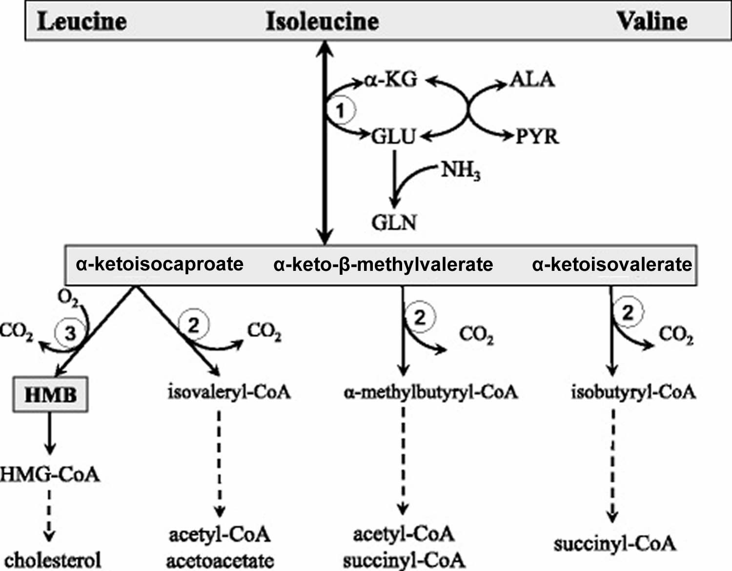 Кето аминокислоты. Валин лейцин изолейцин биохимия. Глутамин ГЛН. Α-кето-β-метилвалериат. Метаболизм бца.