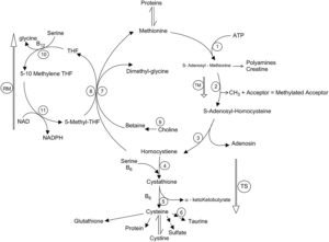 Methionine - Function, Methionine Rich Foods, Supplement Toxicity