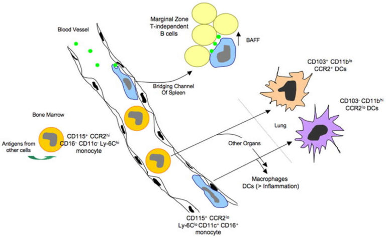 Monocytes Function, Causes Of High And Low Monocytes