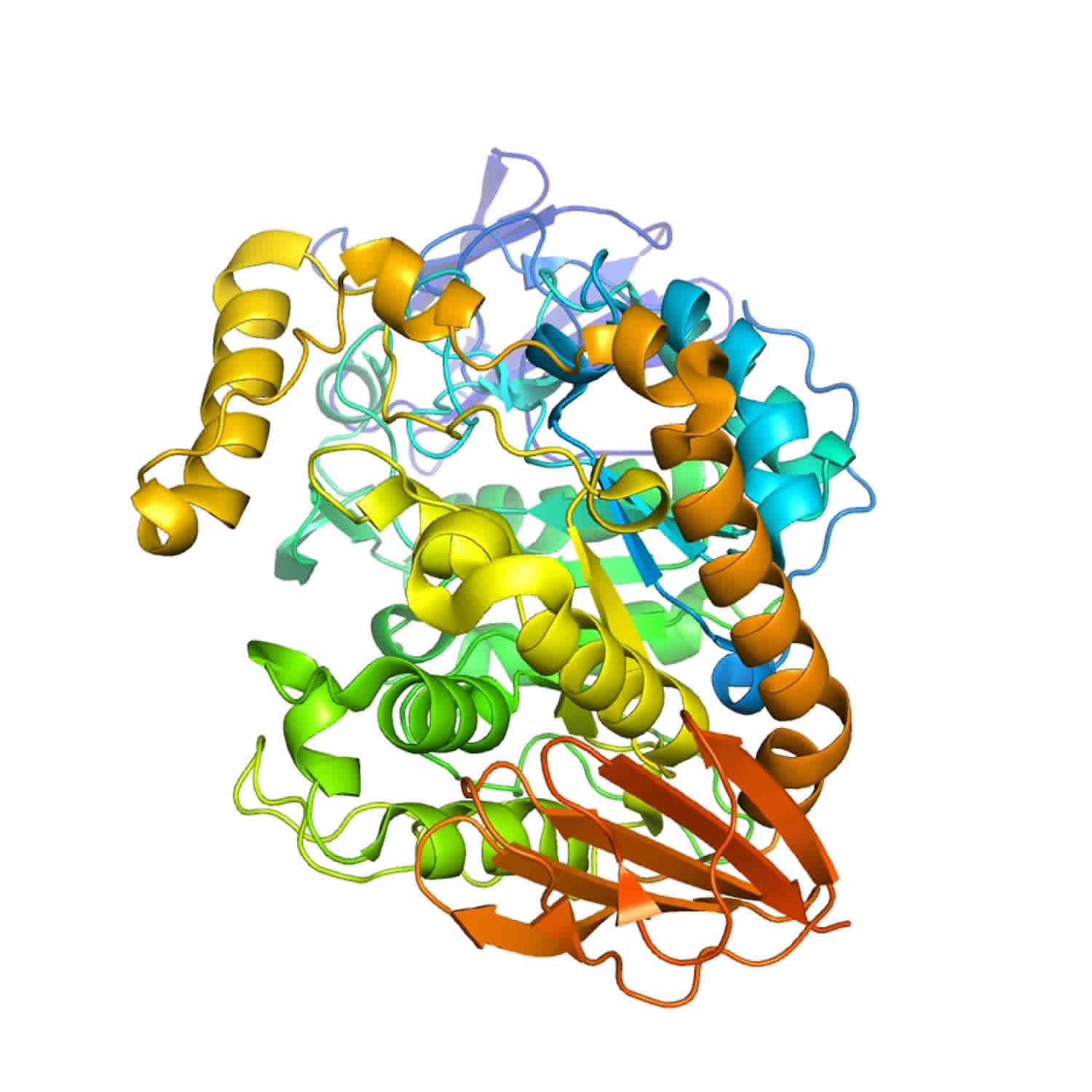 Amylase Enzyme Alpha Amylase Function Where Amylase Produced