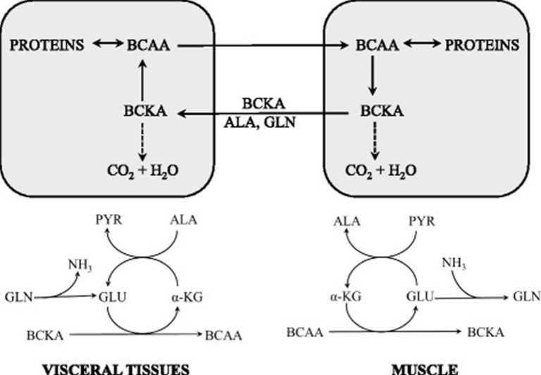 BCAA amino acids, BCAA function, benefits and BCAA supplement uses