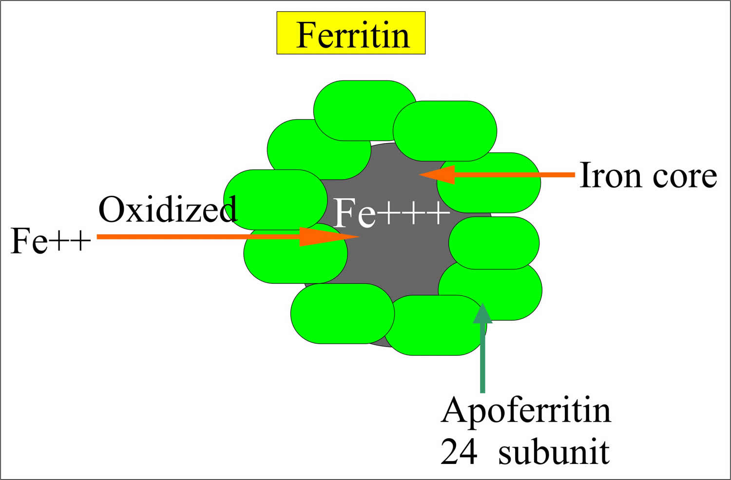 Ferritin düşüklüğüne hangi vitamin?