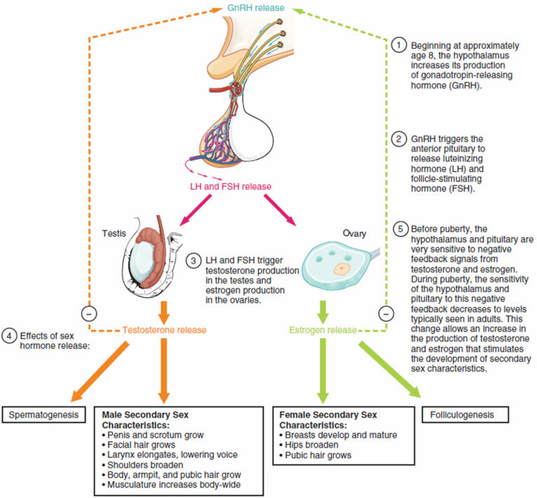 what-is-follicle-stimulating-hormone-fsh-aai-clinic