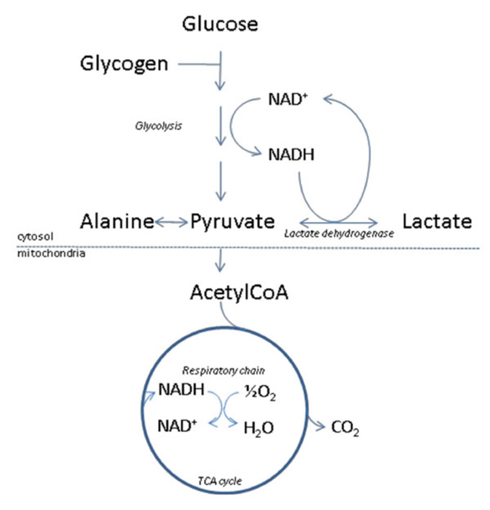 Lactic Acid Uses In Food, In Muscles, Lactic Acid Build Up