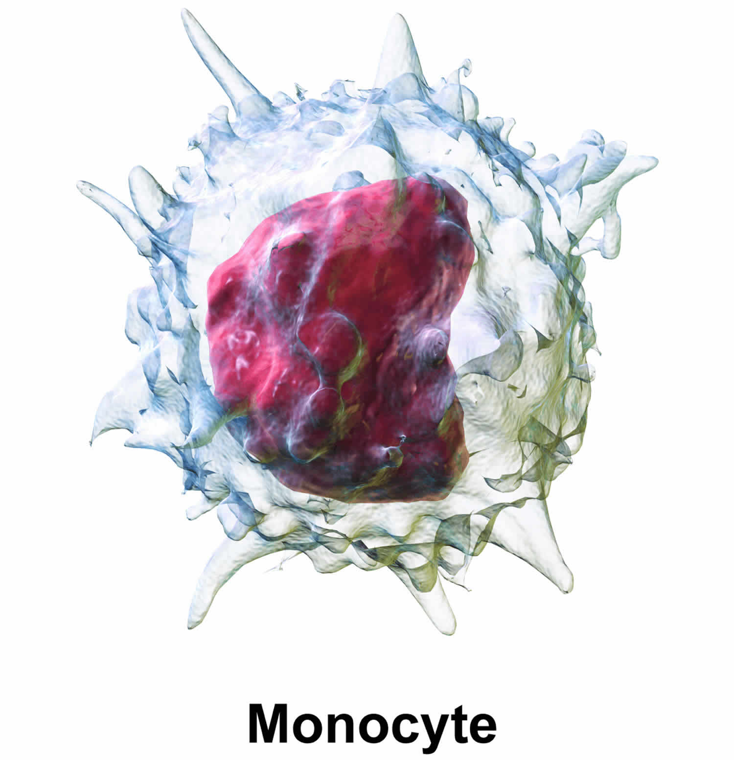 monocytes-function-causes-of-high-and-low-monocytes