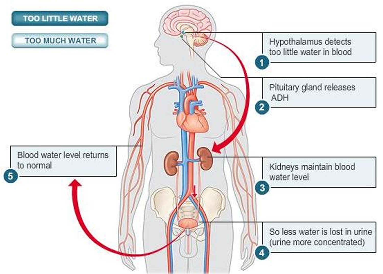 Vasopressin Hormone Function Vasopressin Uses And Vasopressin Side Effects