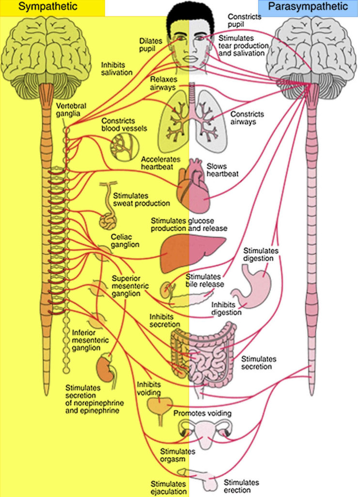 dysautonomia-symptoms-causes-types-life-expectancy-and-treatment