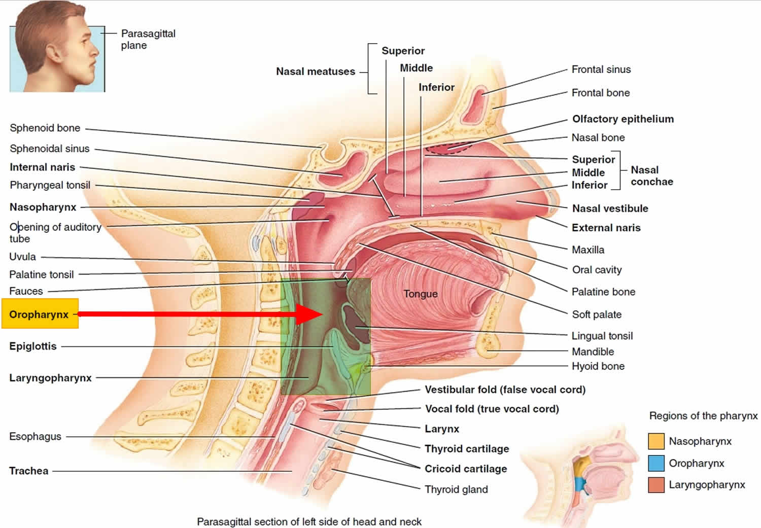 Severe Pain At Base Of Tongue