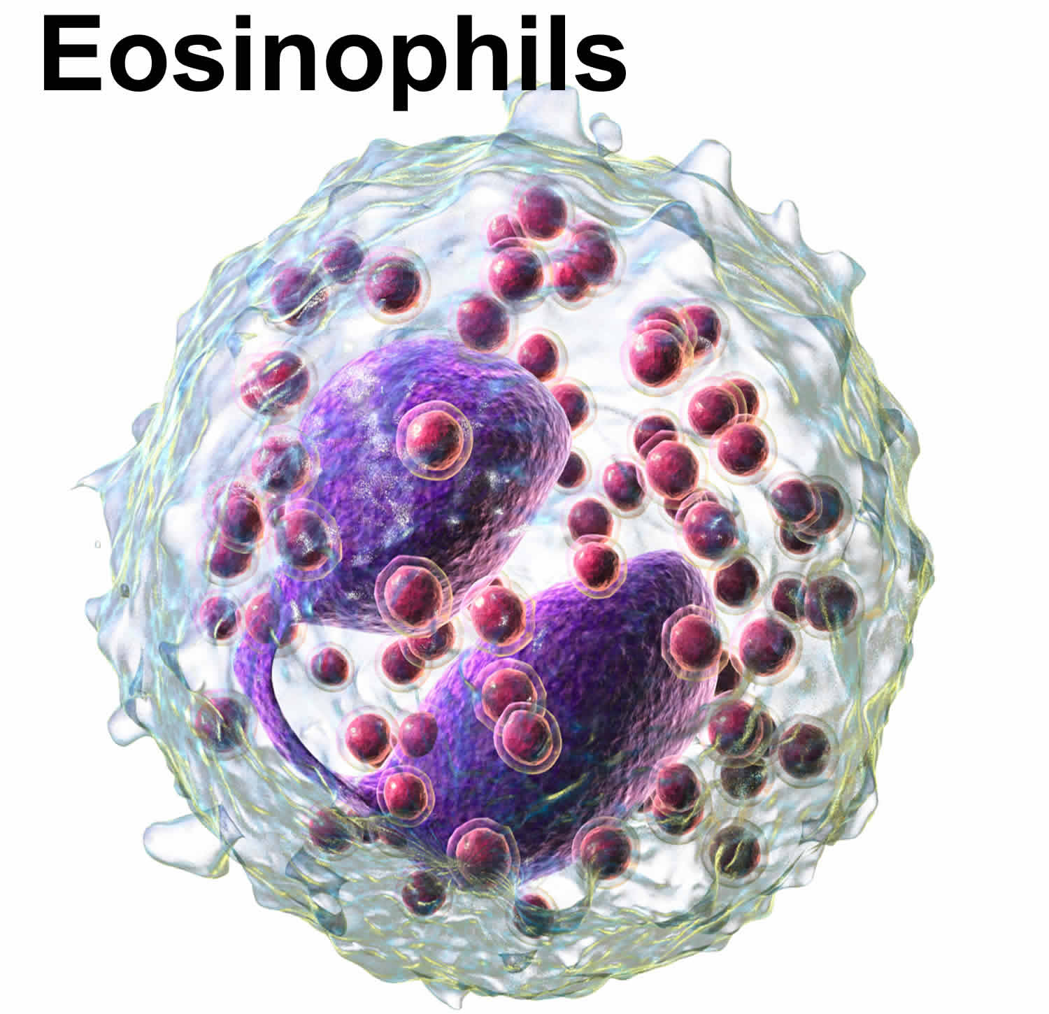 eosinophils
