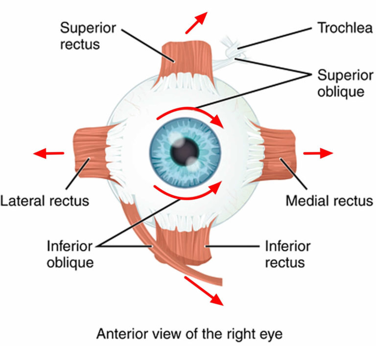 Strabismus causes, symptoms, diagnosis, strabismus treatment & surgery