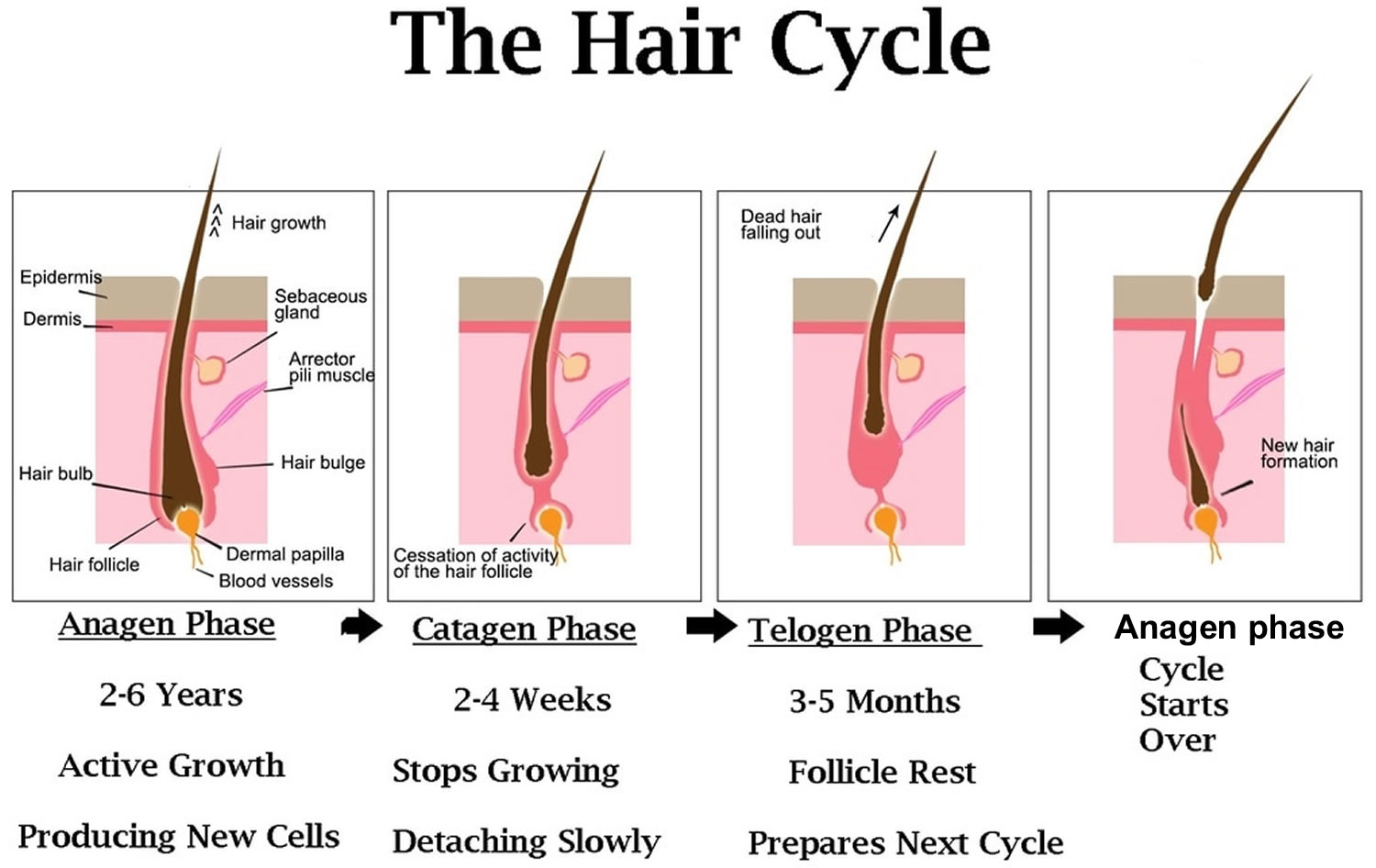 Alopecia areata causes, symptoms and best treatment for alopecia areata