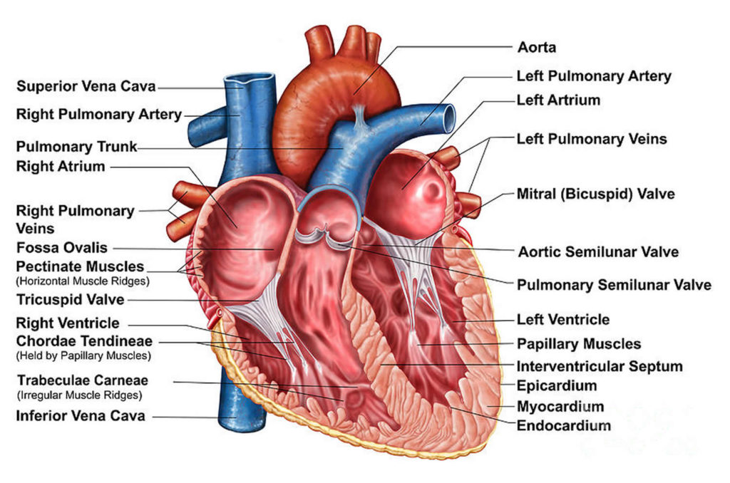 Atrioventricular canal defect causes, symptoms, diagnosis, treatment ...