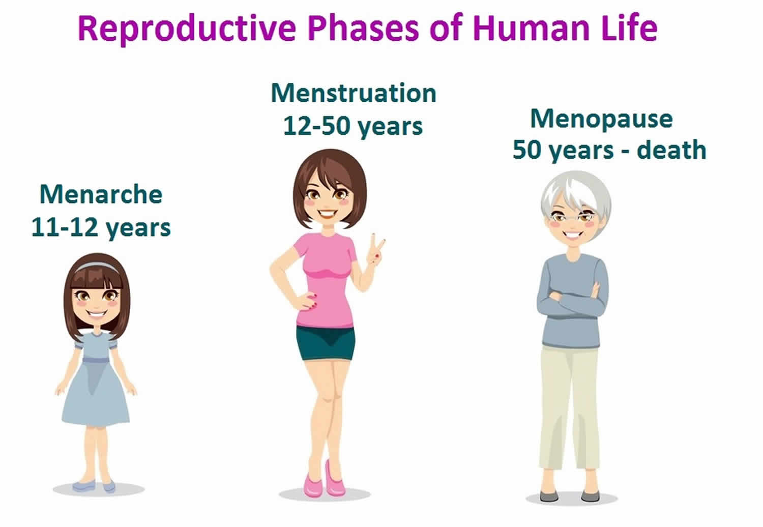 The Normal Menstrual Cycle and the Control of Ovulation - Endotext