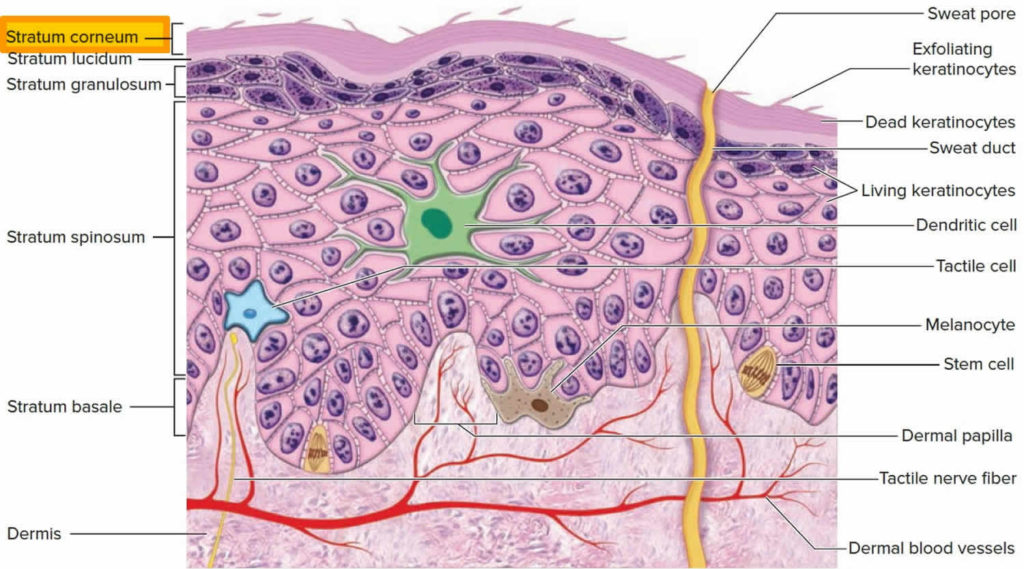 Pitted Keratolysis Causes, Prevention And Treatment