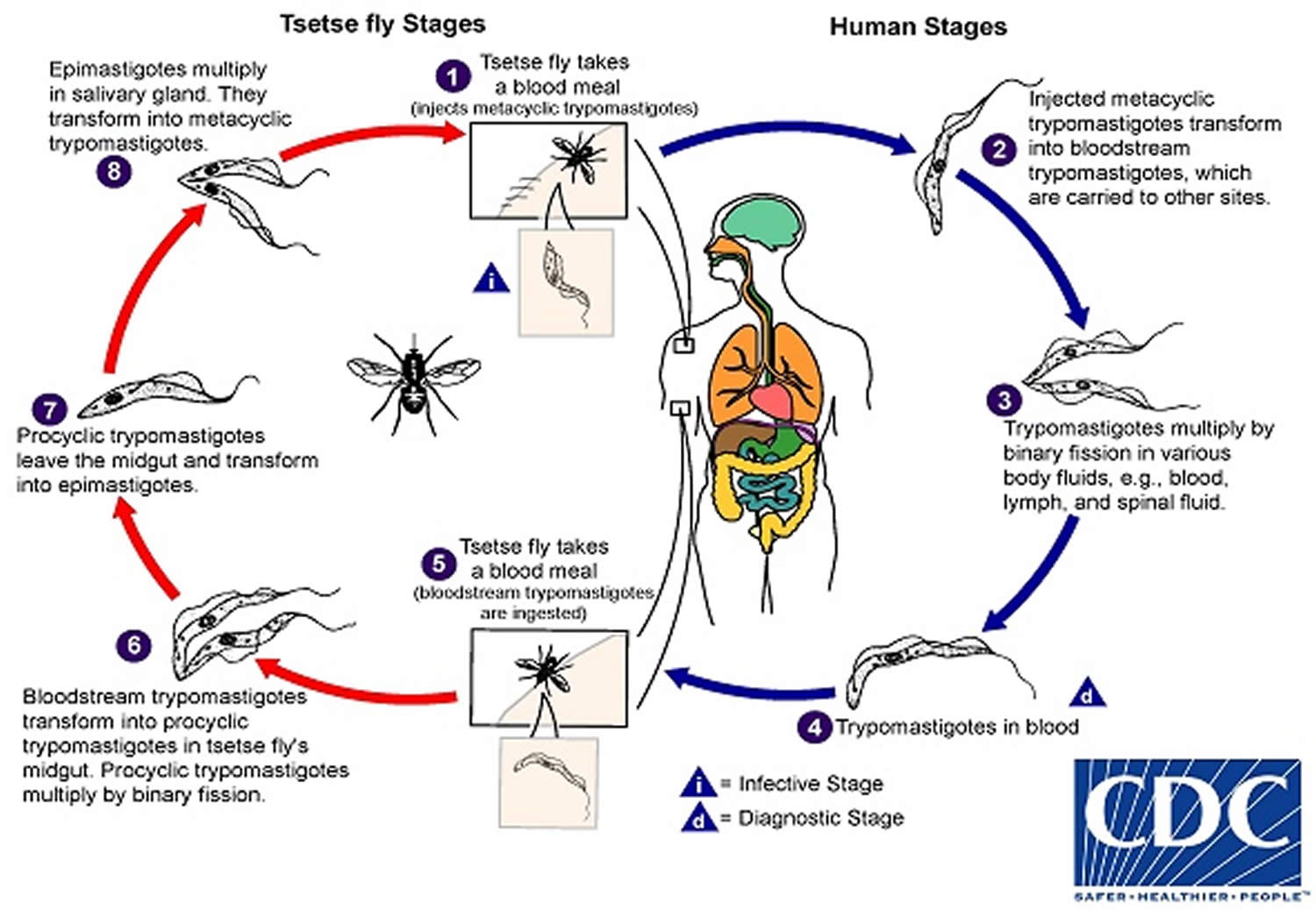 10 жизненный цикл. Trypanosoma brucei gambiense жизненный цикл. Жизненный цикл трипаносомы cruzi. Жизненный цикл трипаносомы gambiense. Африканский трипаносомоз жизненный цикл.