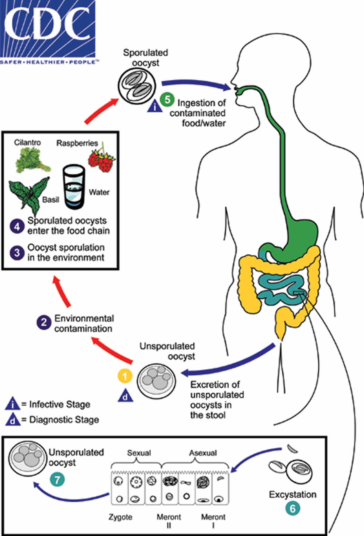 Cyclospora infections, symptoms, diagnosis, prevention, outbreak