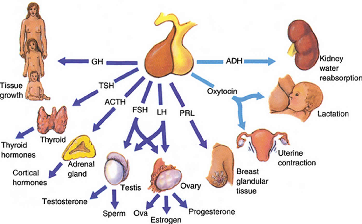 What Is A Hormone Definition